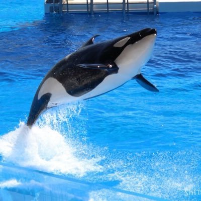 yamatikabb's profile picture. とりだよ！やまちかだよ！ ！ビーグルってめちょ可愛いと思わないか？？？？Xeliusでそこら辺走ってる