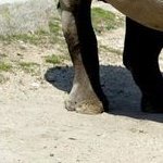 thistenacnt's profile picture. 