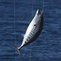 skipjacktuna (@katsuwonus516) Twitter profile photo