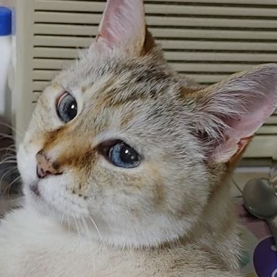 h6BbtcxwnavnHtn's profile picture. ネコとR&Bと風景写真が大好きで札幌在住です。そんなMs.OOJAと昭和好きなオヤジです。