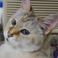 いとっぴー (@h6bbtcxwnavnhtn) 's Twitter Profile Photo いとっぴー (@h6bbtcxwnavnhtn) 's Twitter Profile Photo