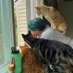Burien Cat Lady Profile picture