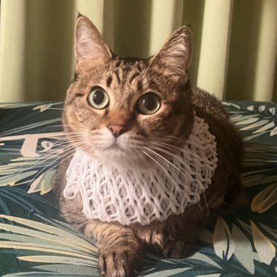 うみいぬ(雑多垢)さんのプロフィール画像