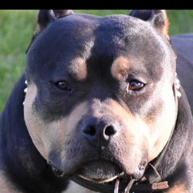 BendBarbell's profile picture. 