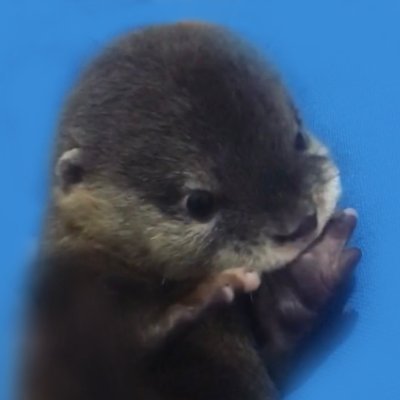 Official Twitter @degensiotter Degen is an asian small clawed otter with over 8.5M followers and over 1B views in Tiktok and Instagram combined!