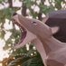 🦕🕸️Gabi🕸️🦕 (@gabipaleo) Twitter profile photo 🦕🕸️Gabi🕸️🦕 (@gabipaleo) Twitter profile photo