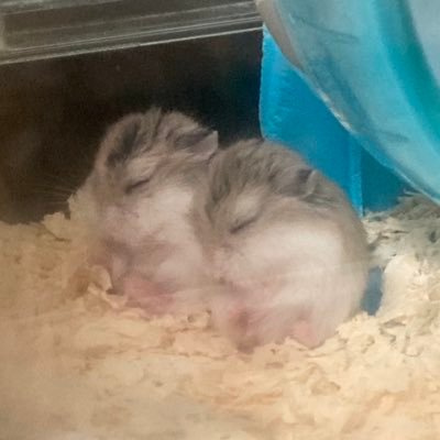 12歳の男の子柴ちゃん居ます🐕 🐕🦺 ハムスター🐹と熱帯魚🐟いっぱい居ます😆齧歯類大好き♥️ 人間スイッチ オフモードの時は 人見知りMAX 陰キャ ジャニオタこじらせです🫣笑💙🖤💎