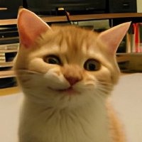 $SIRIUS (@siriusfirstcat) 's Twitter Profile
