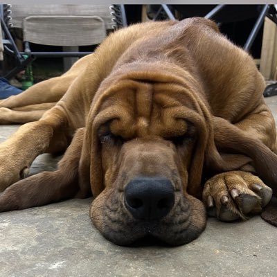 NoseDawg's profile picture. A nose for sports happenings, cause we nose it gonna happen!