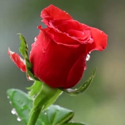 دُون الله أنت عاجِز.يا الله أنت المُهيمن على الوجع.يا الله أنت المُهيمن على الألم. أنت المهيمن على التعب.أنت المُهيمن على الحاجات.اطوِ عنّا بُعْدَ مسافات الفرج.