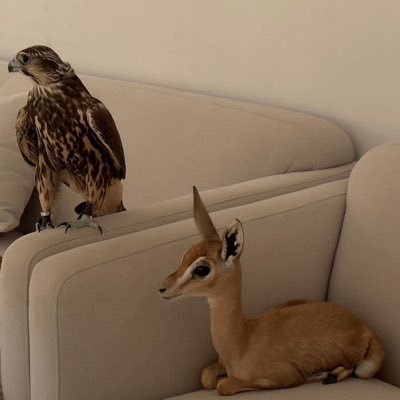 ivampirel's profile picture. الحمدلله ❤️