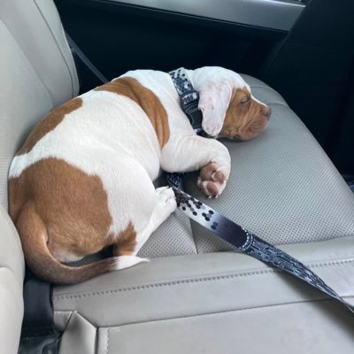 ParkerIrwi23150's profile picture. satire.