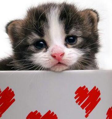 Capricorn# I like General Education , Smile, Cats , Sea ,Travel , Poetry , Photoghraphic ,Rain , Coffee . FOLLOW ME & ENJOY :-)