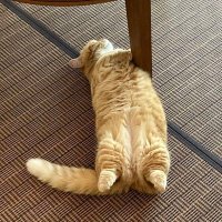 ALUCARD777 (@alucard0881) 's Twitter Profile