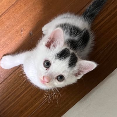 川に落ちかけてた子猫を我が家で保護してそのまま飼うことになったので、写真、 ・動画あげていきます。YouTube投稿もしているのでチャンネル登録もお願いします