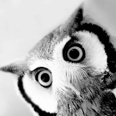 soundwave1021's profile picture. 摸鱼