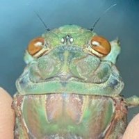 蝉のKaneko (@cicada_kaneko) 's Twitter Profile