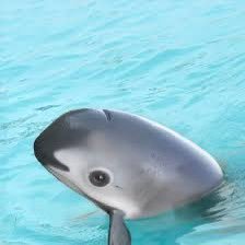 vaqicto's profile picture. The rarest animal in the world. UaK84mFHmsTRMGZPTUxsu6Wzkag6ejTLT1KLi6ppump