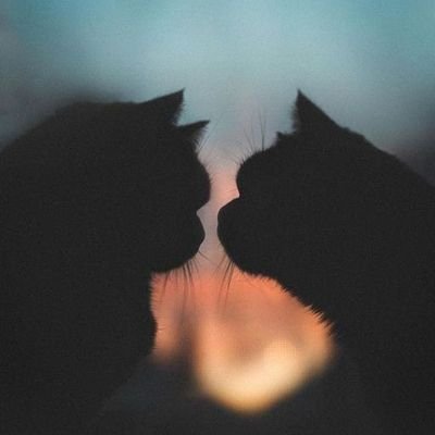 LaAzul33's profile picture. 