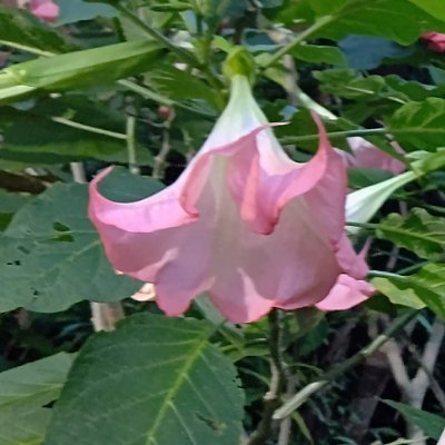 anotherNono1's profile picture. I'm a targeted individual. 2012年より集団ストーカー被害に遭っています。YouTube（動画は2480本超）やblogでも情報を発信中。被害者や支持していただける人の応援が糧となっております。よろしくお願いいたします。