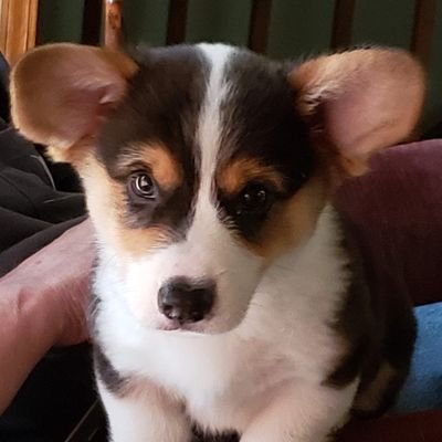 corgilover1960's profile picture. Boomer with a View, Daughter of the King, Wife, Mother, Grandmother, Corgi Mom