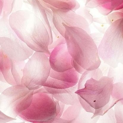 pingkipie's profile picture. 