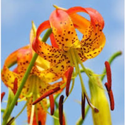 Where Lilies Bloom Profile
