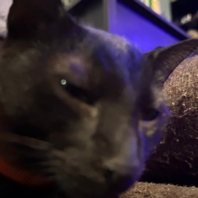 YULI_MSY's profile picture. 🐈‍⬛🐈