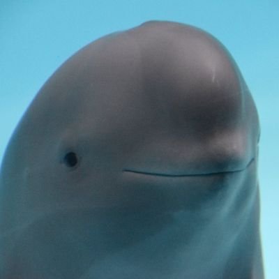 @aufhebunghole private account for letting the brainworms take control