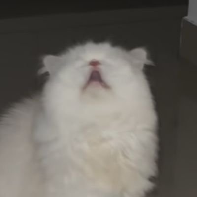 Bubfollowsgames's profile picture. 