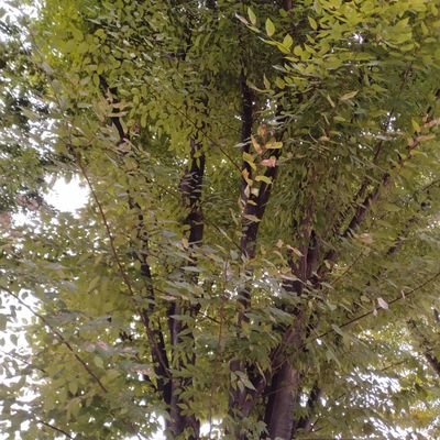 6hOOXJDecsF4s8L's profile picture. 猫と音楽が好きな私です。仲良くして下さい。