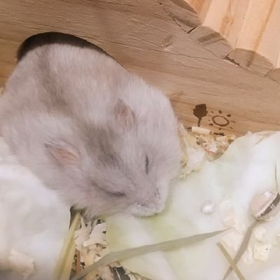 遠い昔に成人済のオタク。'22.07復刻聚楽第で再推し山姥切長義入手🙌 .5は花影から観たり観なかったり。長義さん筆頭に肥前/火車切+ふわふわ/膝丸/無骨推し🙌マイペースに本丸🏯運営中/他🍥(🍅🍥、🍡🍥)/HQ影日烏野稲荷崎/復活:雲骸雲 ※チキンの為無言Fすみません🙇♂️💦