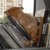 wispy (@olivezoovsa) Twitter profile photo wispy (@olivezoovsa) Twitter profile photo