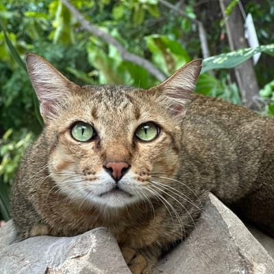 arreeya's profile picture. A PhotoBug,Beauty and technology addict,Artist mind, Born this way, X(Japan) Forever,G-Shock Lover