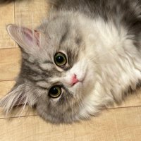 ようこ (@narutonomachi) 's Twitter Profile Photo ようこ (@narutonomachi) 's Twitter Profile Photo