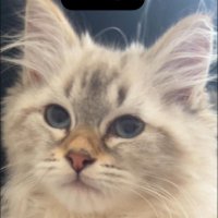 Wawa mir (@wawa_mir93) 's Twitter Profile Photo