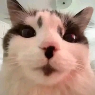 Kiтさんのプロフィール画像
