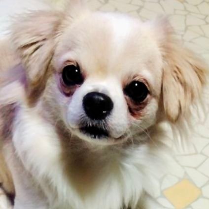 Emmalemongrass's profile picture. 肉、牡蠣、雲丹、生卵、煮卵、蟹味噌、その他好き嫌いが多い昼夜逆転生活中。ミュージシャン、相棒のペット、食べ物など色々ポストしてます😀
誤字脱字有り🙍LINE、メルアドは非公開!!
DMは控えめにして下さい。自身の事は非公開にしたいので質問は🙅返信遅れます🙇
いいね、フォロー、リポスト、ありがとうごさいます🙇