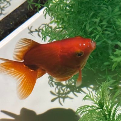 kumac_dendoushi's profile picture. hololive DEV_IS ReGLOSSの儒鳥風亭らでんちゃん推しの超でん同士🐚です！ホロカもやってるよ！良かったら仲良くしてください！無言フォロー失礼します🙇‍♂️