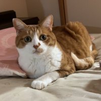 まーつんじん (@matsunjin5810) 's Twitter Profile