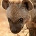 Cringe Zoology Takes (@cringezoology) Twitter profile photo Cringe Zoology Takes (@cringezoology) Twitter profile photo
