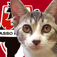 ダイスケ (@roasso_main) 's Twitter Profile