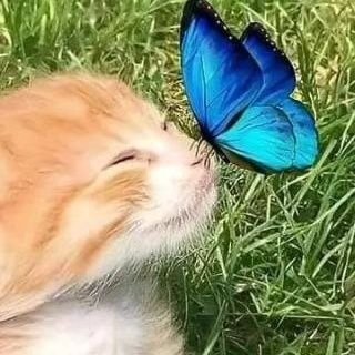 ThorstenDi2912's profile picture. live matters save a life today, save a life tomorrow, and save a life forever as you can🫶✌️♎️🌹