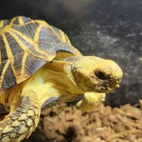 にこみ (@nikomi1017) Twitter profile photo