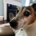 Rosie's Hooman.BOOMER FOR HARRIS/WALZ #DC51 #PR52 (@chaseydujac) Twitter profile photo Rosie's Hooman.BOOMER FOR HARRIS/WALZ #DC51 #PR52 (@chaseydujac) Twitter profile photo