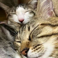からし (@nekos20231231) 's Twitter Profile