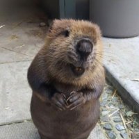 Kurwa Bóbr (@bobrcto) 's Twitter Profile Photo