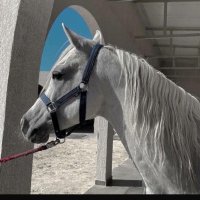 الشيماء 🌿 (@zkr_9999) Twitter profile photo