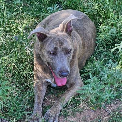 kennyeagle1128's profile picture. Christian conservative leaning libertarian, Proud Grandpa, Doggy Daddy, Kitty Daddy
Proud American - I BLOCK BOTS!!! I usually follow back... NO PARODY ACCOUNTS