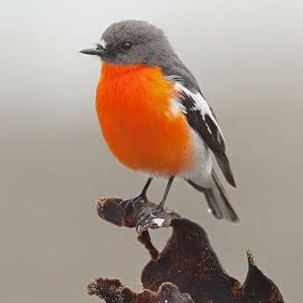 sirfforx's profile picture. Allergic to jholawallahs